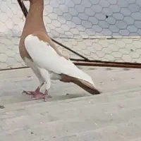 کفترنرسوراخ