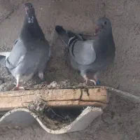 دوبر بالا