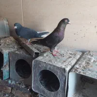 کبوتر|پرنده|کازرون, |دیوار