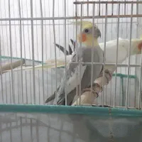 عروس هلندی مولد با تخم و لونه قفس و وسایل