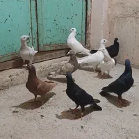 کبوتر کوهی