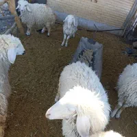 گوسفند.بره ماده سبک