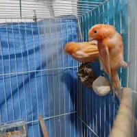 قناری رد فکتور  یا رد فاکتور جفت فری