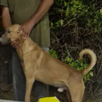 سگ باهوش ونگهبان|سگ|بندرعباس, |دیوار