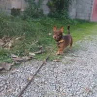 تدی سگ کوچولو