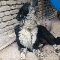 سگ قهدریجانی