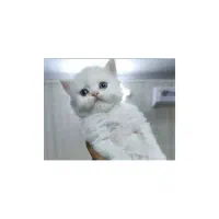 گربه پرشین چشم ابی اصیل