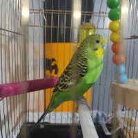 عروس هلندی و مرغ عشق|پرنده|آبادان, |دیوار