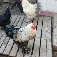 مرغ و خروس برهما رنگهای خاص و زیبا|حیوانات مزرعه|نوشهر, |دیوار