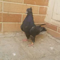 کبوتر سیاه کاکولی اصفهانی