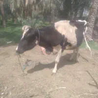 گاو‌گوساله