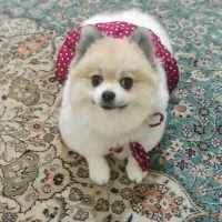 پامرین دو سر خرسی|سگ|تهران, افسریه جنوبی|دیوار