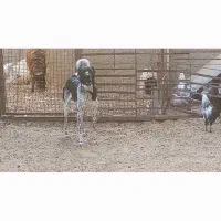 توله سگ|سگ|شهرکرد, |دیوار