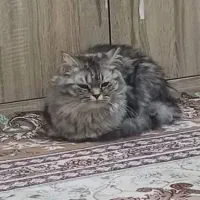گربه پرشین ماده