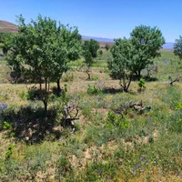 23هکتار 4000باغ انگور بادام 600مت زمین دامداری خون|فروش زمین و ملک کلنگی|ابهر, |دیوار