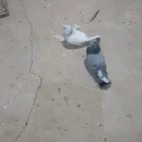 سینه سبز سینه آبی تر و ماده