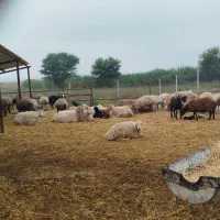 گوسفند|حیوانات مزرعه|اصلاندوز, |دیوار