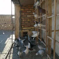 فراغت سرگرمی