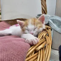 واگذاری گربه ی نر دو ماهه|گربه|تهران, فردوس|دیوار