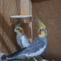 عروس هلندی|پرنده|قم, نیروگاه|دیوار