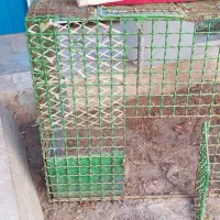 قفس(جفت گاه)|لوازم جانبی حیوانات|بیرجند, |دیوار