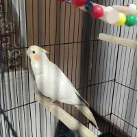 عروس هلندی بالغ