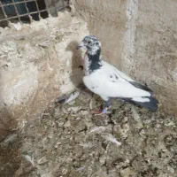 یک عدد سینه جنگلی نر هوایی