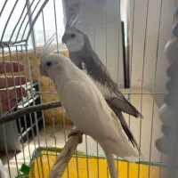 عروس هلندی اصل لوتینوچشم شرابی