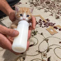 بچه گربه
