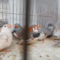 فنج|پرنده|بندرعباس, |دیوار