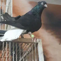 کبوتر ناب نوک سفید