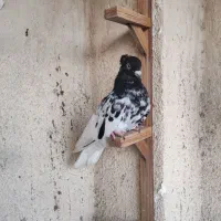 سینه کله|پرنده|مشهد, خین عرب|دیوار