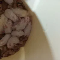 همستر پشمالو