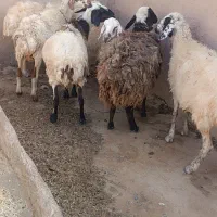 میش داشتی
