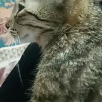 گربه دی اس اچ رایگان