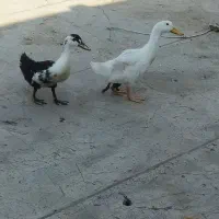 اردک با چند جفت کفتر