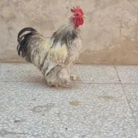 خروس کوشین