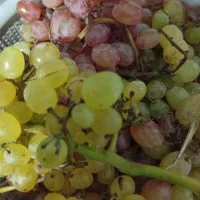شیره|خوردنی و آشامیدنی|تاکستان, |دیوار