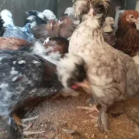 سلطان لهستان