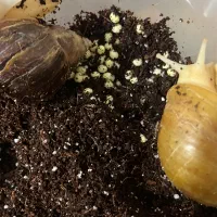 حلزون آلبینو|خزنده|شیراز, زرهی|دیوار