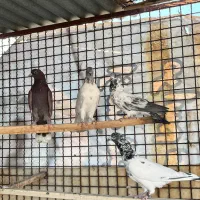 کفتر پرشی|پرنده|اردکان, |دیوار