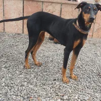 سگ دوبرمن ماده