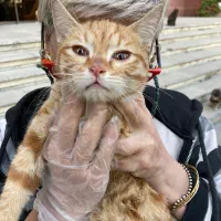 واگذاری رایگان بچه گربه|گربه|تهران, قیطریه|دیوار