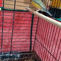 فنچ گلدین|پرنده|تهران, فدک|دیوار