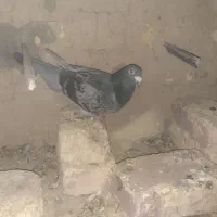 کبوتر مگس و مینا|پرنده|کرباسک, |دیوار