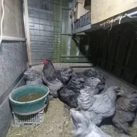 فروش جوجه برهما غول پیکر