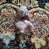 عروس هلندی|پرنده|کرج, حصارک بالا|دیوار