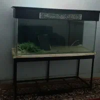 آکواریوم|ماهی|همدان, |دیوار