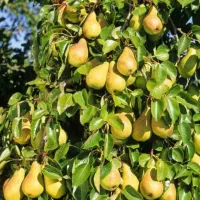 فروش انواع صنوبرو گردو بادام در نهالستان غرب|خدمات باغبانی و درختکاری|جلفا, |دیوار