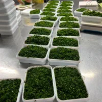 سبزی پلو،کوکو،قرمه، آش